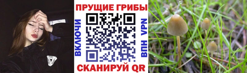 Псилоцибиновые грибы прущие грибы купить наркотик Оренбург